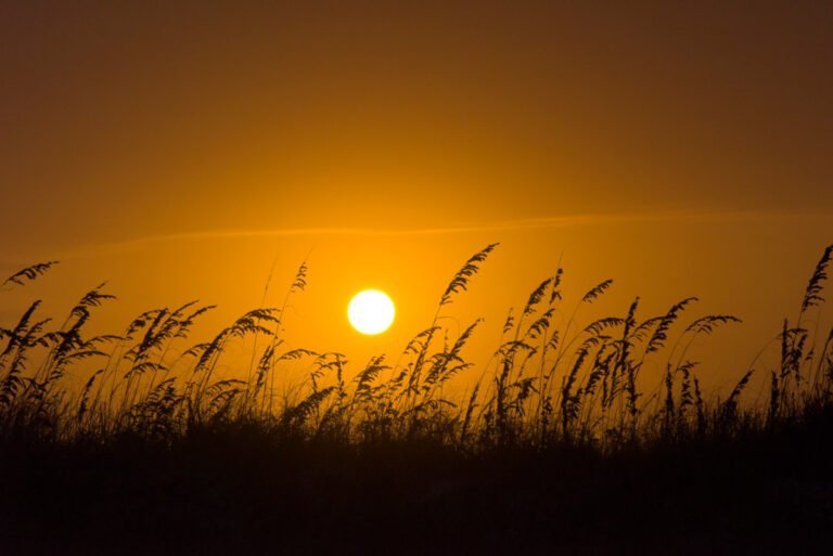 yellow sunset and sea oats in Destin, Florida